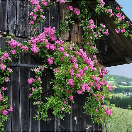 Urlaub Am Bauernhof - Fank Lägenhet Wenigzell